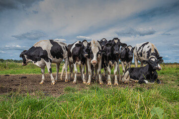 Close up of herd of flocking curious young black and white spotted cows in a natural green pasture...