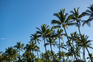 Tropical palm leaf background, coconut palm trees. Summer tropical island, vacation pattern. Palms landscape with sunny tropic paradise. © Volodymyr