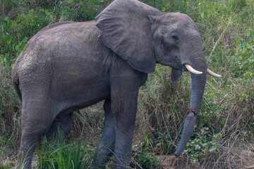 Naklejka na ściany i meble elephant at Murchison falls national park in Uganda
