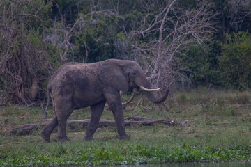 elephant at Murchison falls national park in Uganda