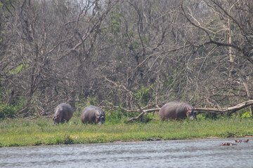 hippos at Murchison falls national park in Uganda