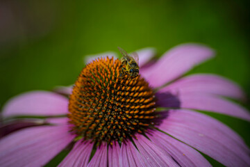 Macro shot of bee feeding on the nectar of a Echinacea purpurea, the eastern purple coneflower