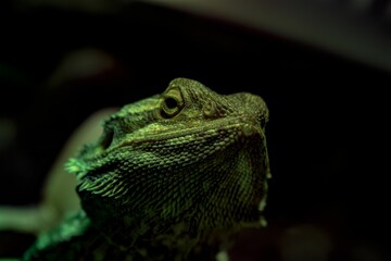 Closeup shot of a green lizard