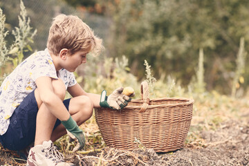 R&eacute;colte de Pomme de terre