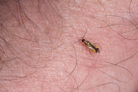Une petite punaise pr&eacute;datrice piquant un homme (Campyloneura virgula)