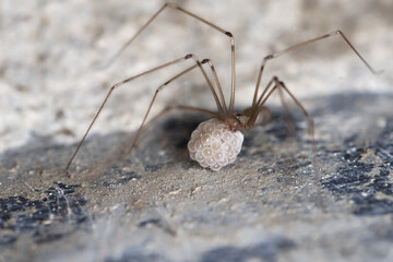 Pholque phalangide femelle portant le cocon contenant ses oeufs (Pholcus phalangioides)