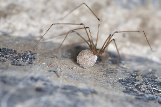 Pholque phalangide femelle portant le cocon contenant ses oeufs (Pholcus phalangioides)