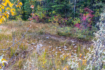 Small pond at Mount Lorette Ponds. Bow Valley Wilderness Area, Alberta, Canada