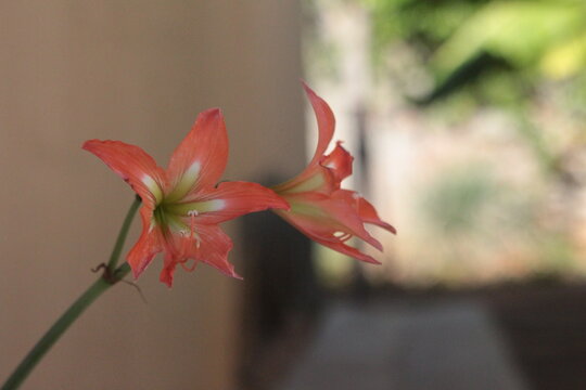 flor vermelha detalhe