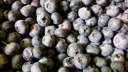 Blueberry. Blueberry common. Vaccinium uliginosum. Blueberry berries. Northblue, Duke, Blueetta, Spartan, Erliblu, Sunrise, Bluray