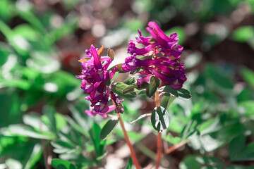 Spring flowers in bloom . Wildflowers florescence in the springtime