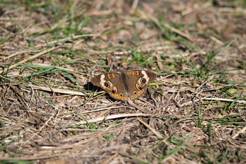 Common Buckeye