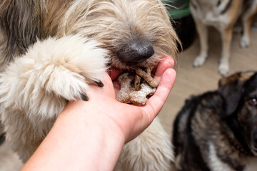 The dog takes a treat in the form of bones from the hands of a person