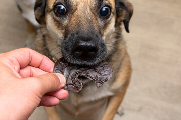 the dog receives a dehydrated dog treat as a treat