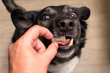 dog grabs a bone-shaped treat with its open mouth