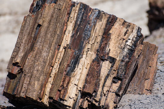 Image captured at the Petrified Forest NP Arizona. Crystalized wood laying all over the place. The colors are amazing.