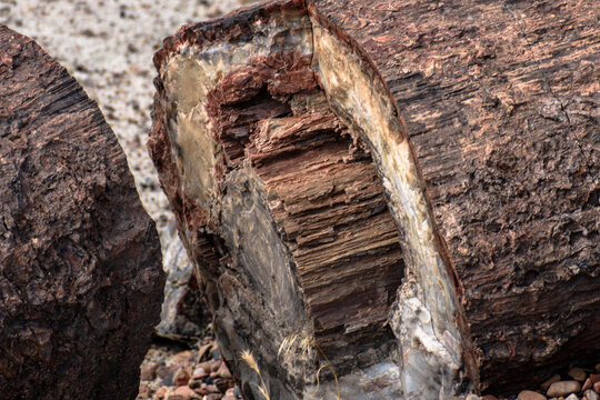 Image captured at the Petrified Forest NP Arizona. Crystalized wood laying all over the place. The colors are amazing.