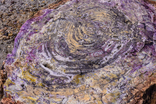 Image captured at the Petrified Forest NP Arizona. Crystalized wood laying all over the place. The colors are amazing.