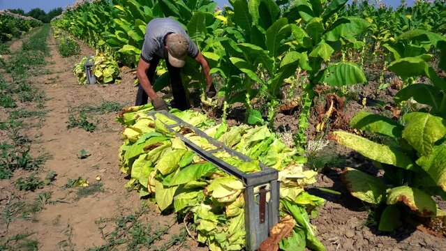 Man farmer are harvesting tobacco leaves on the field for further processing. Close-up of tobacco leaves 