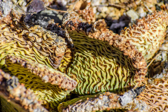 Close up of Southwestern Cacti. The color mixed with the natural texture of the Cacti caught my eye.