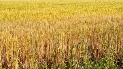 黄金色した収穫前の麦畑