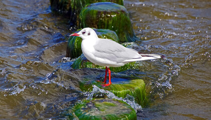 Obraz premium Lachmöwe