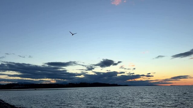 a bird swims through the blue sky. A seagull spread its wings and slowly soars in the air. slow motion video Parksville beach Surfside RV resort. High quality 4k footage