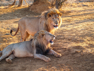 African male lion