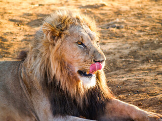 African male lion