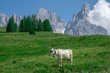 Fototapeta na wymiar Mountains and cow