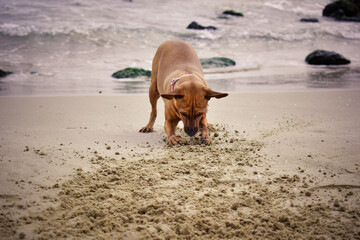 Paseos con mi perro por la playa