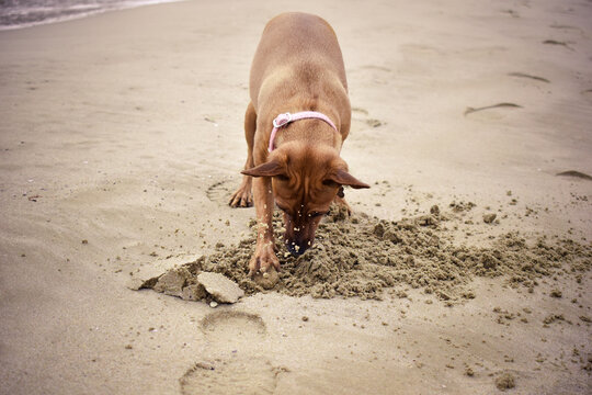 Paseos con mi perro por la playa