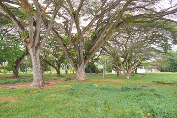 Fototapeta na wymiar Trees in a park in Singapore.