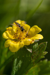 Sphaerophoria scripta - Long hoverfly - Syrphe porte-plume