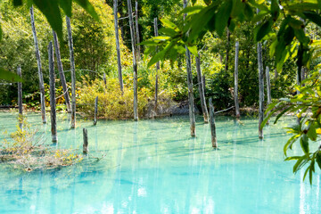 湖底が見える夏の青い池　美瑛町
