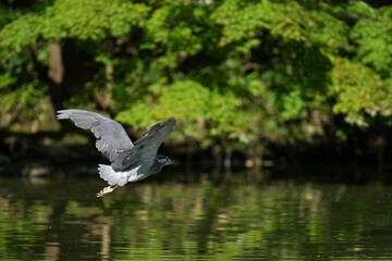 black crowned night heron in a forest