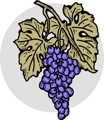 Sweet juicy grape from farm autumn wine yard. Fresh fruit and berry from agricultural market. Wine bottle etiquette logo design. Hand drawn line doodle illustration. Old style retro vintage drawing.
