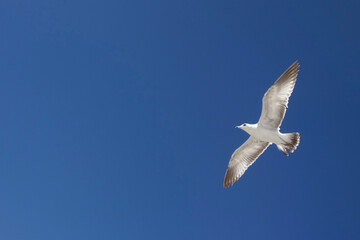 Fototapeta na wymiar Seagull flying in the blue sky. Adult seagull with white plumage and dark wing tips soaring.
