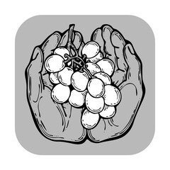 Grapes harvest in farmers hands. Etiquette logo design for wine bottle. Autumn rural vino festival. Winery production. Organic healthy food. Hand drawn retro vintage illustration. Old style drawing. 