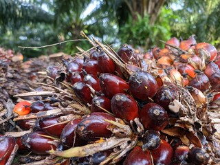 oil palm fruit belonging to local people's plantations after being harvested