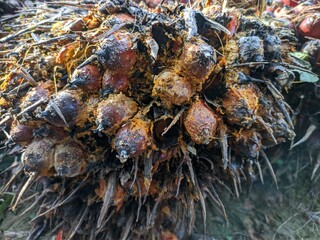 The oil palm fruit starts to rot