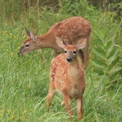 Baby Deer Fawns in Benezette PA Elk State Forest
