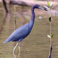 Little Blue Heron (Egretta caerulea) isolated, lodge in the lagoon in Sapetinga, Ilheus, Bahia