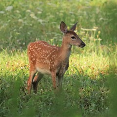 Sweet Little Fawn in a Blooming Field Benezette PA