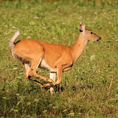 White Tailed Deer Running Benezette Pennsylvania Elk Country 