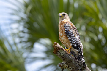 Red-shouldered hawk (Buteo lineatus) stares down at me from its perch in Myakka River State Park, southwest Florida