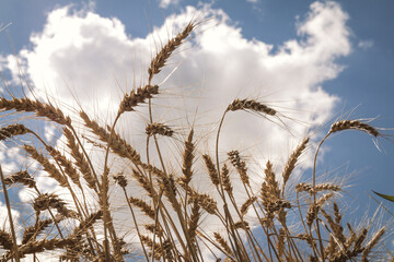 Obraz premium Wheat stalks against clouds