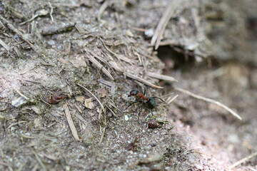 fourmis rousse des bois (formica rufa) transportant un petit caillou dans sa fourmilière