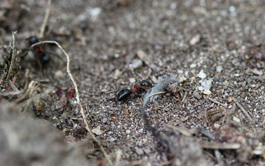 fourmis rousse des bois (formica rufa) transportant une plume dans sa fourmilière