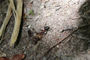 deux formica rufa (fourmis rousse des bois) qui chassent et ramènent une araignée dans leurs fourmilière